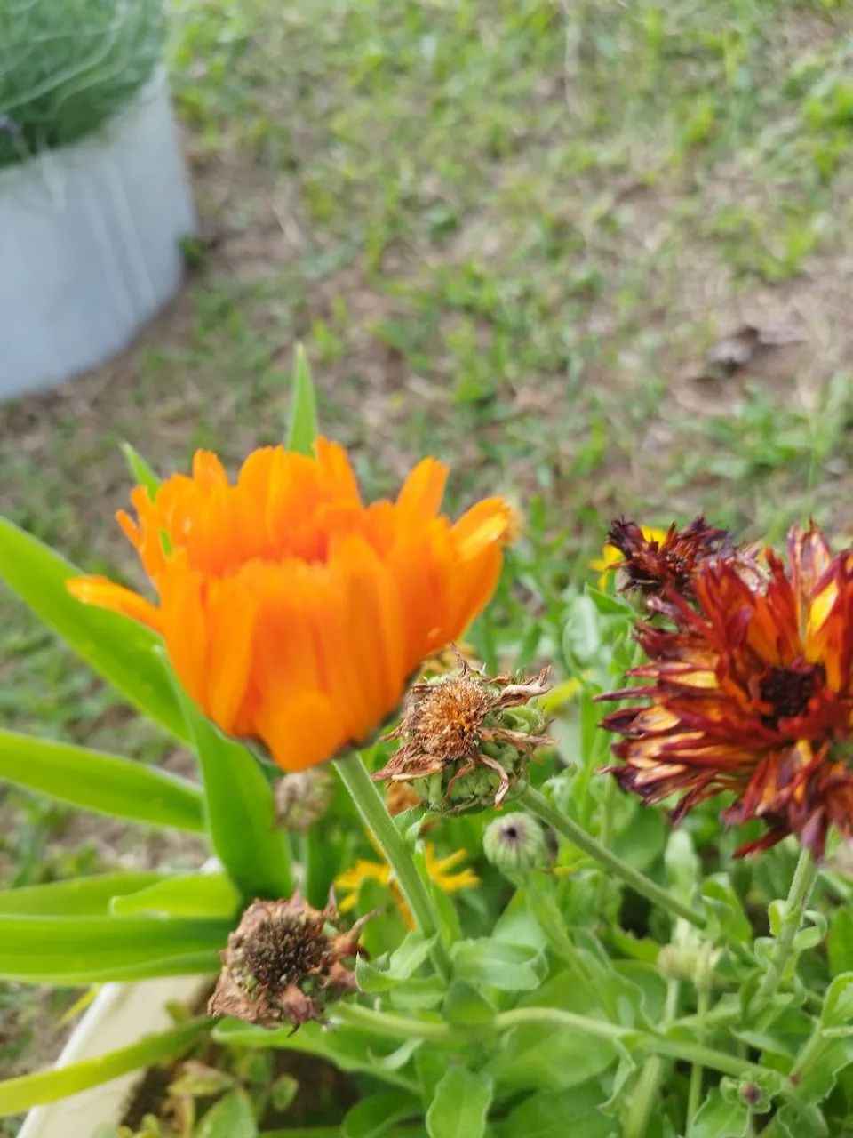 Foto - Bragança Paulista - Jardim São Cristóvão