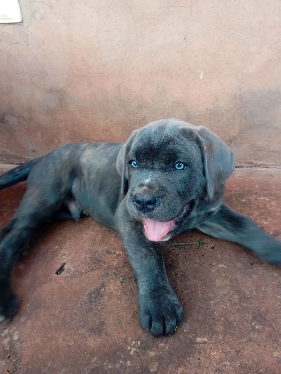 Filhote de cane corso  - Foto 2