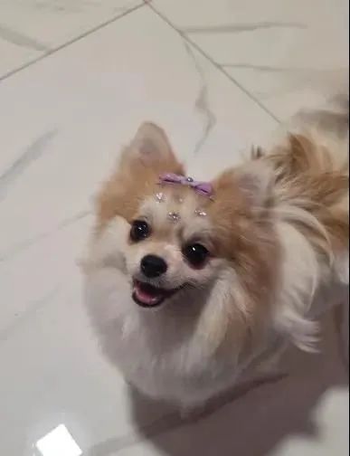 Spitz Alemão - Foto 5