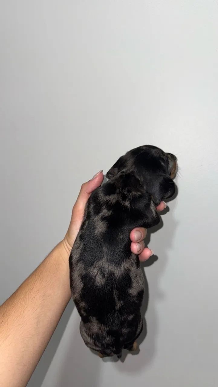 Salsicha/dachshund/teckel Macho - Foto 3