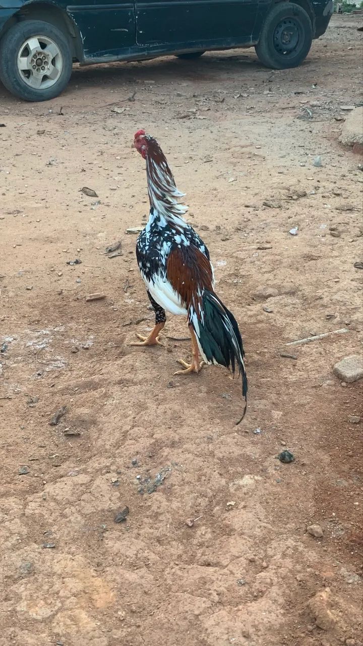 Frango índios mura