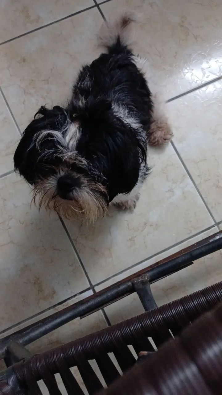 Cachorro  - Foto 4