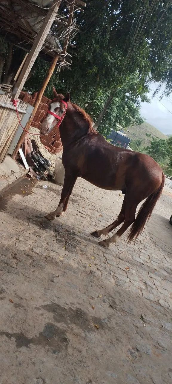 Cavalo Alazão de Passada - Foto 4