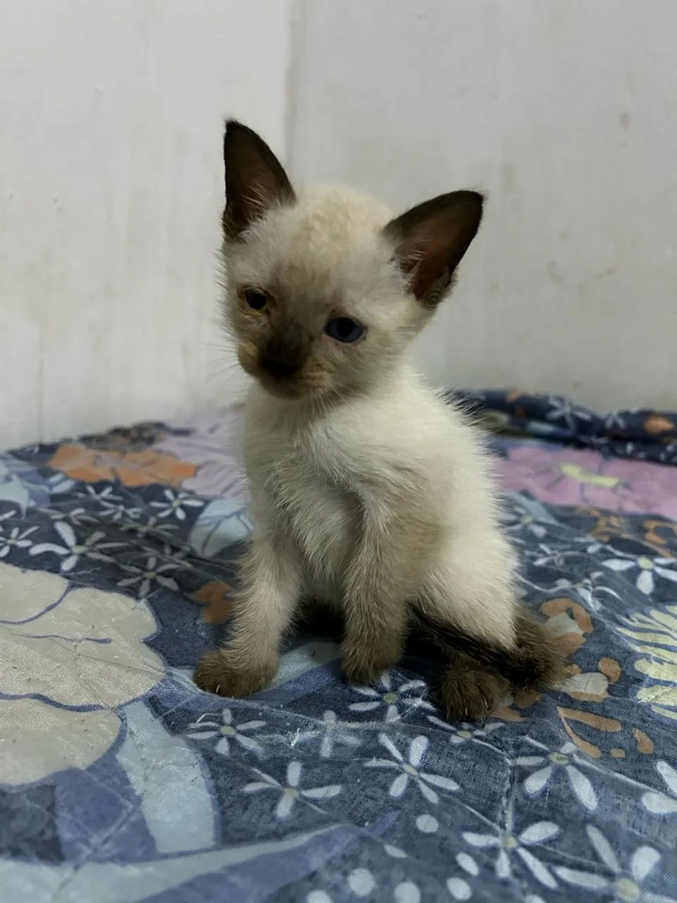 Doação de gatinhos - Foto 2