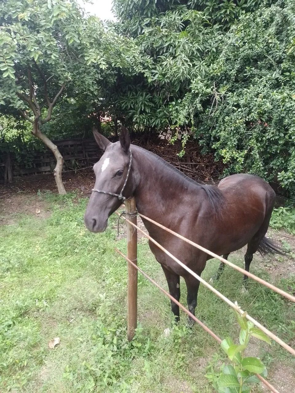Vendo égua sem papel  - Foto 4