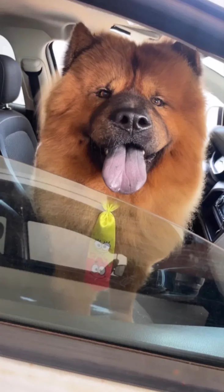 Chochow macho 