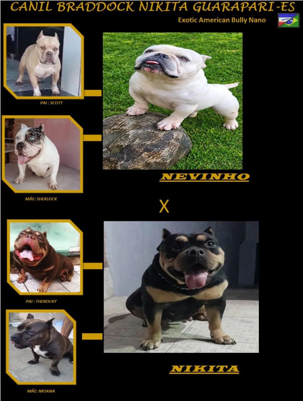 Exótic American Bully Nano  - Foto 4