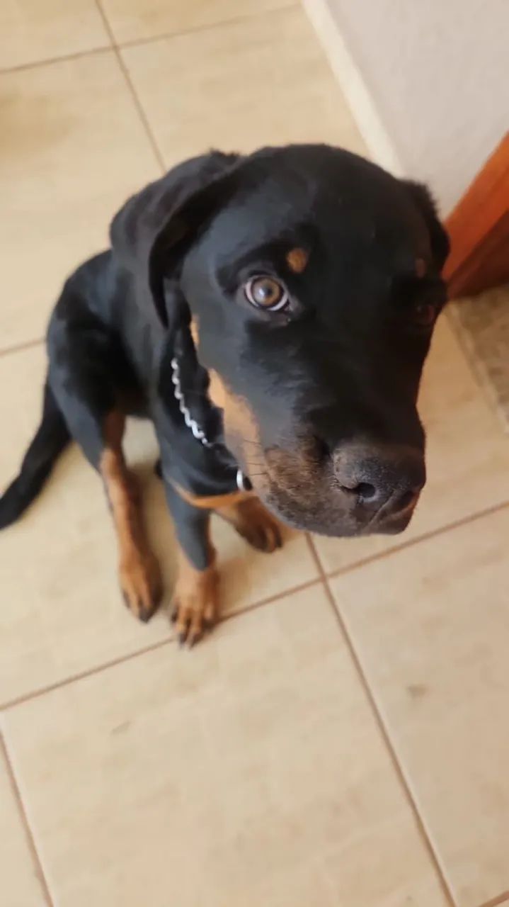 Filhotes de rottweiler 