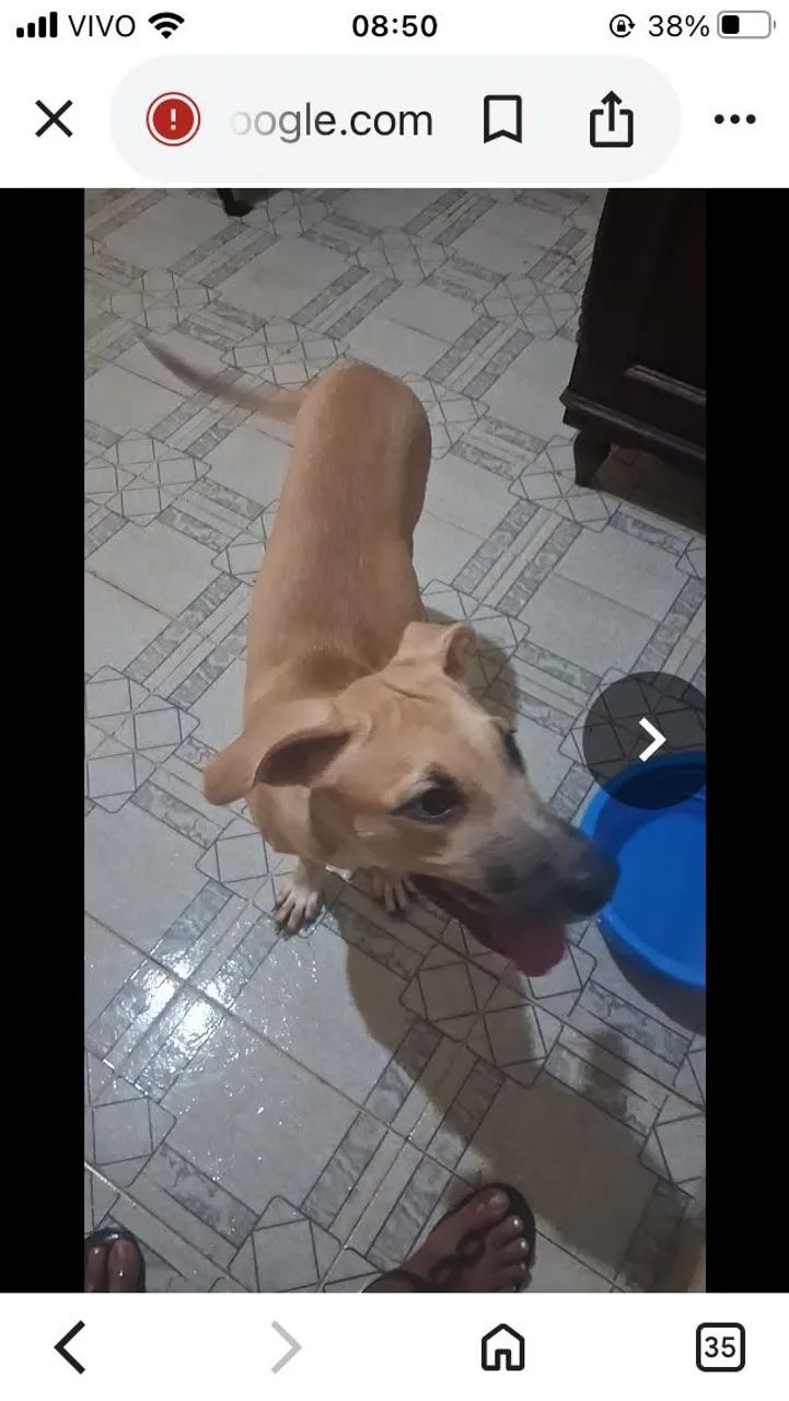 Adoção  - Foto 4