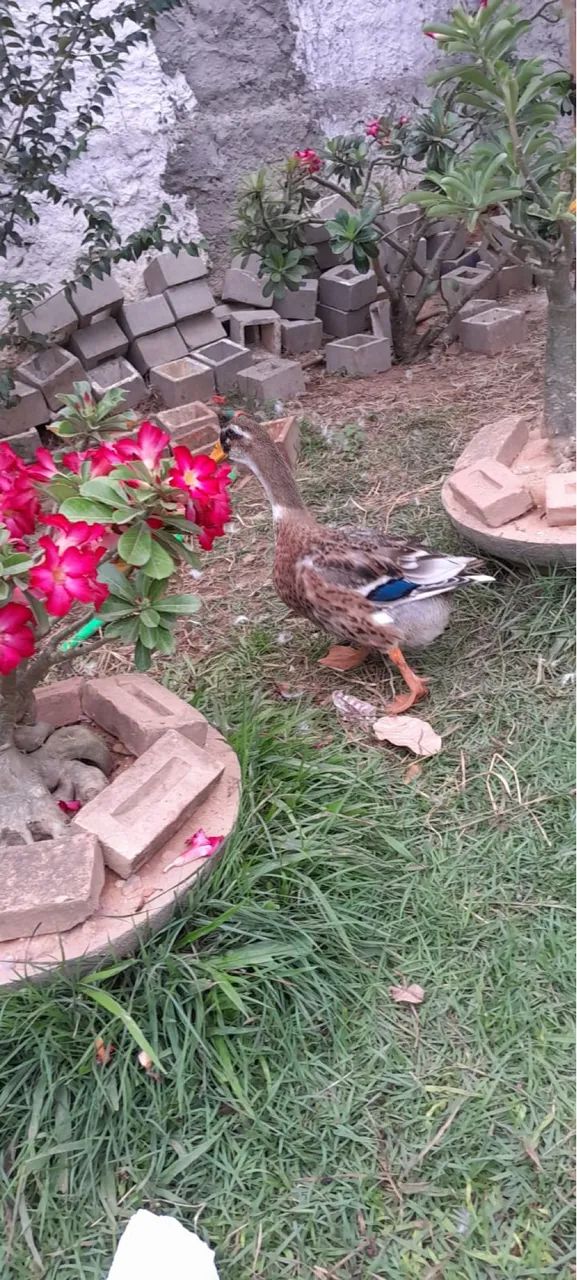 Vende se casal de Marreco - Foto 2