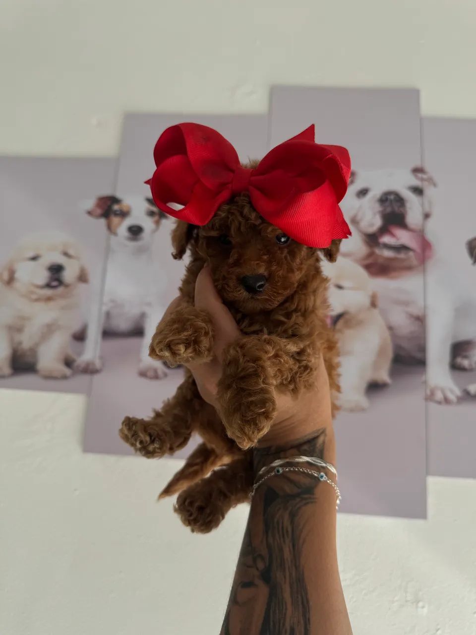 Poodle Toy corzinha red  - Foto 5