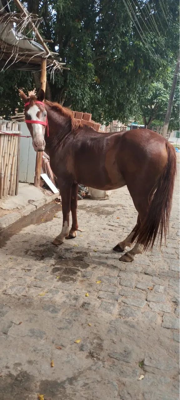 Cavalo a venda - Foto 2