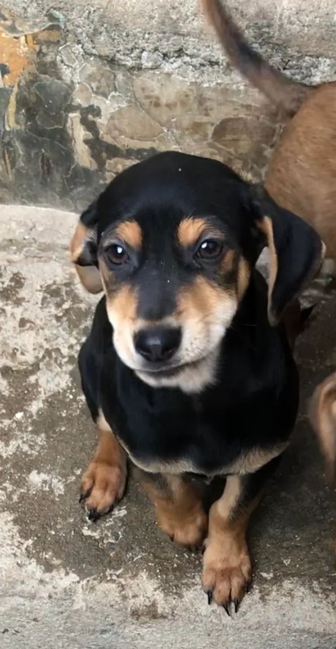 DOAÇÃO DE PETS!!!