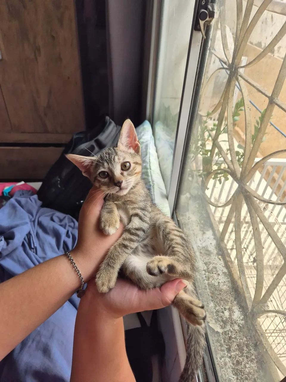 Gatinha para adoção (Fêmea)
