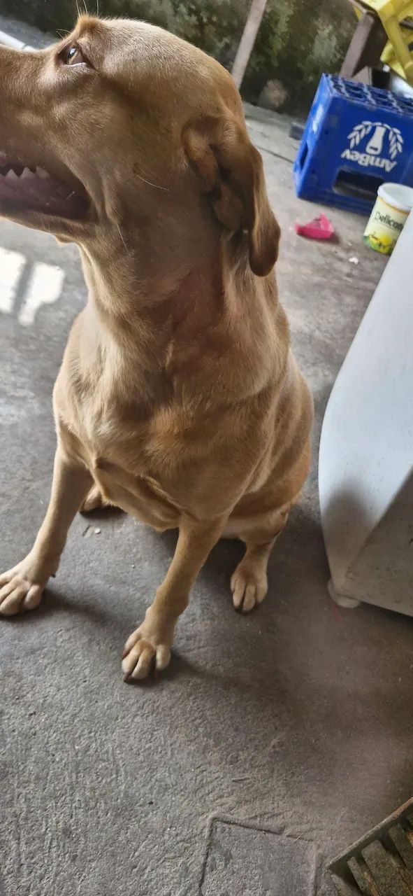 Doação labrador - Foto 2