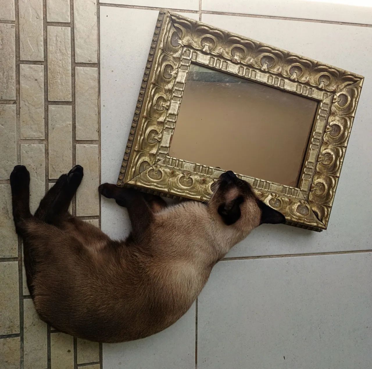 Bandeja  - Foto 4