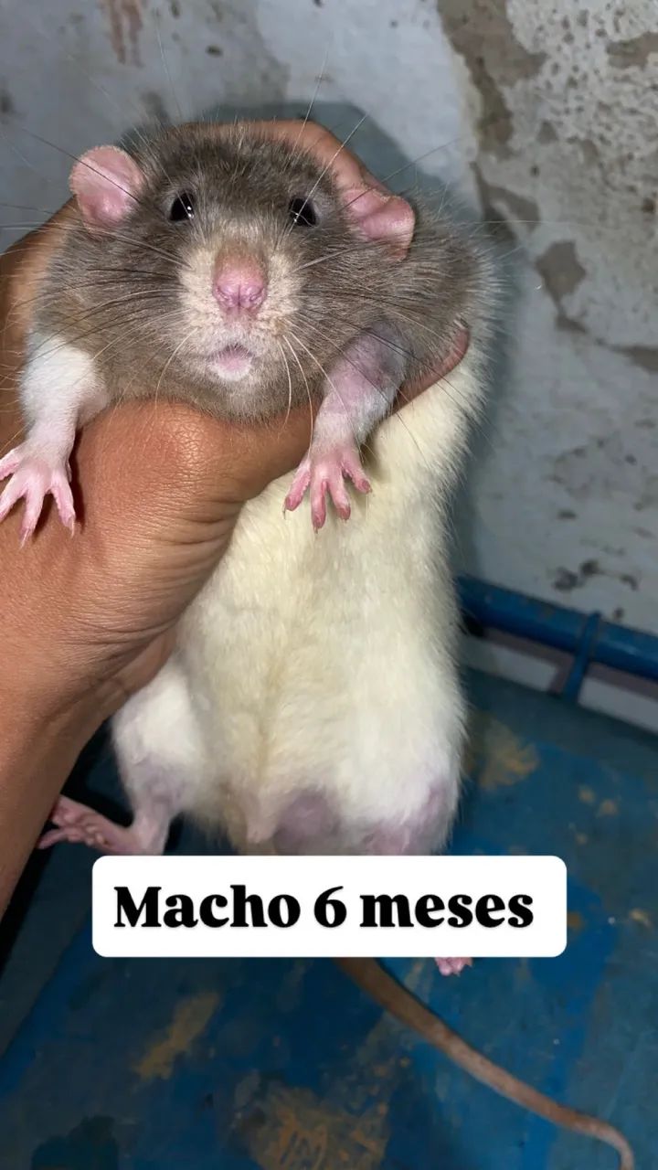 Ratos Twisters  - Foto 3