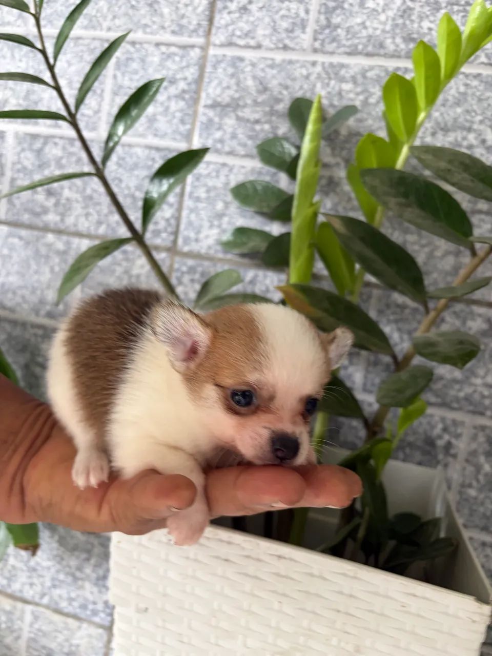 Chihuahua 