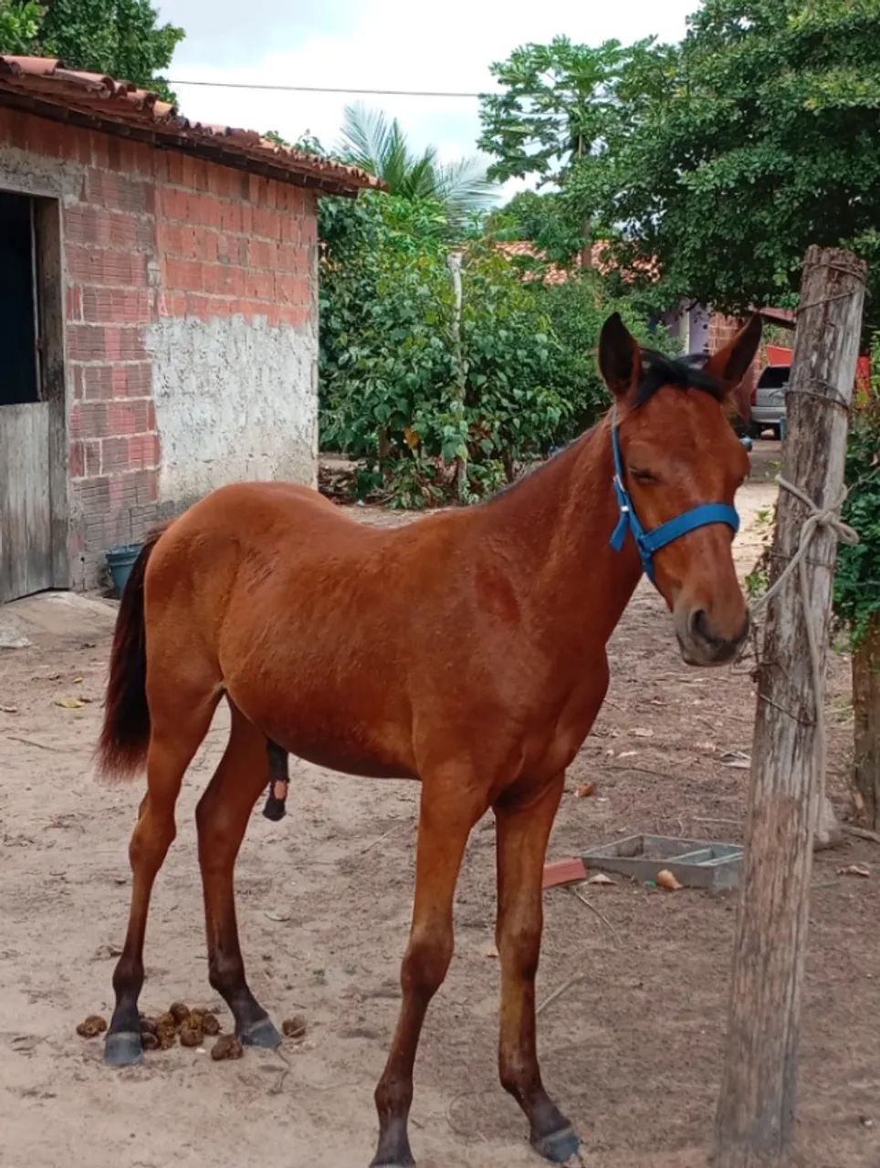 Cavalo  - Foto 4