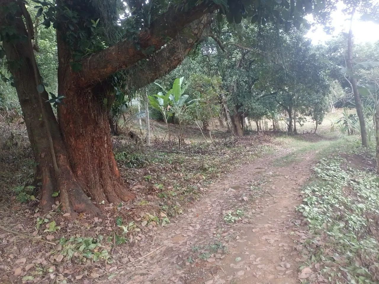 Vendo sítio em Jaceruba - Foto 5