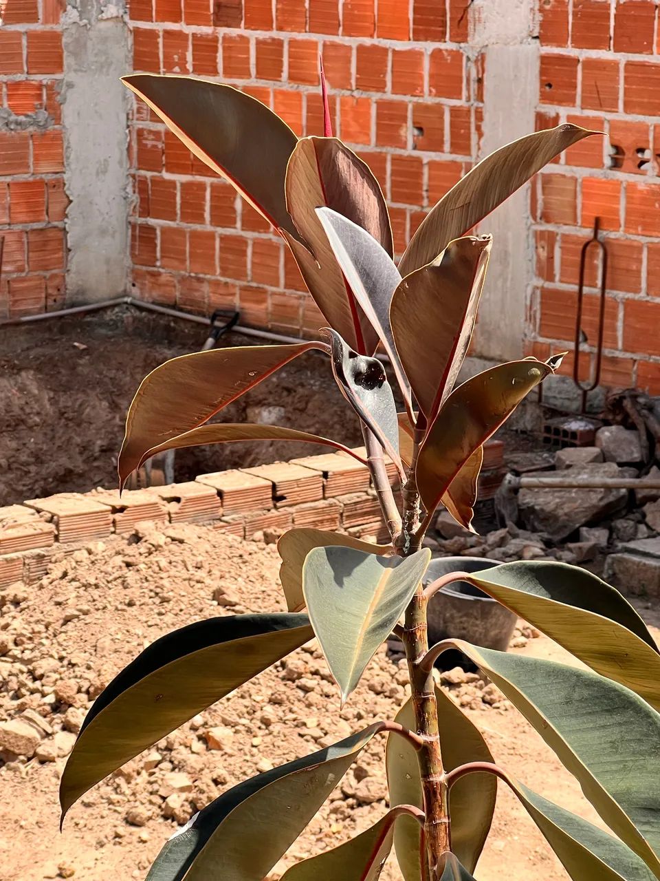 Planta - Fícus Elástica com 2,06mts.  - Foto 2