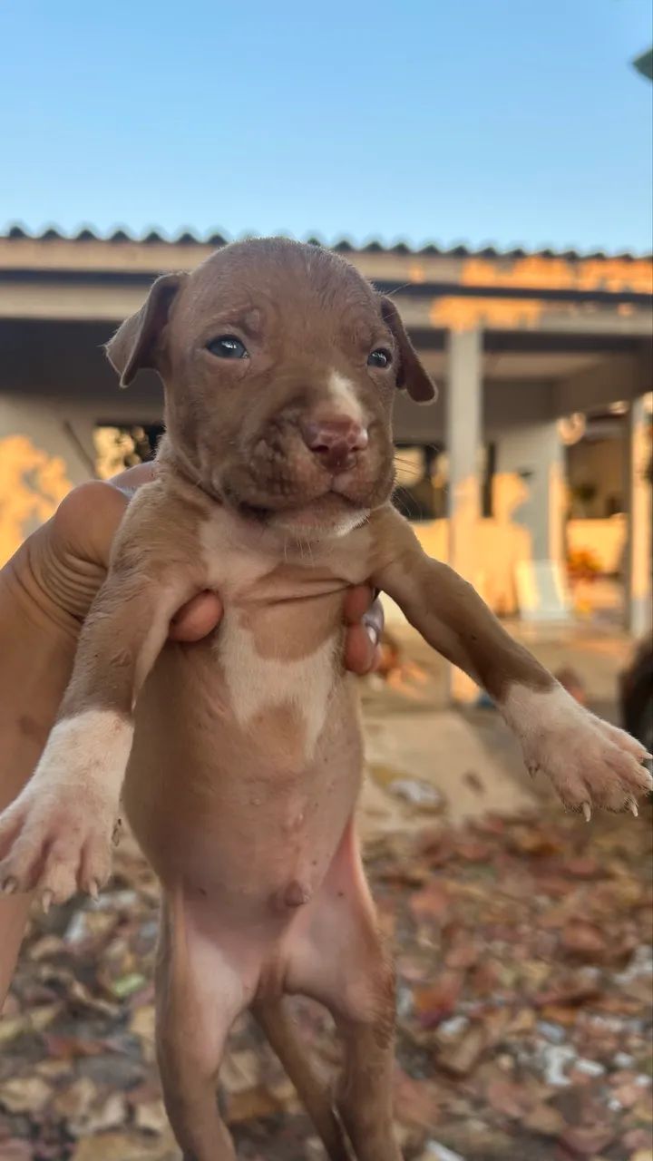 Filhotes de pitbull  - Foto 2