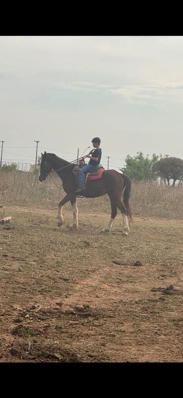 Vendo cavalo Manga larga - Foto 2