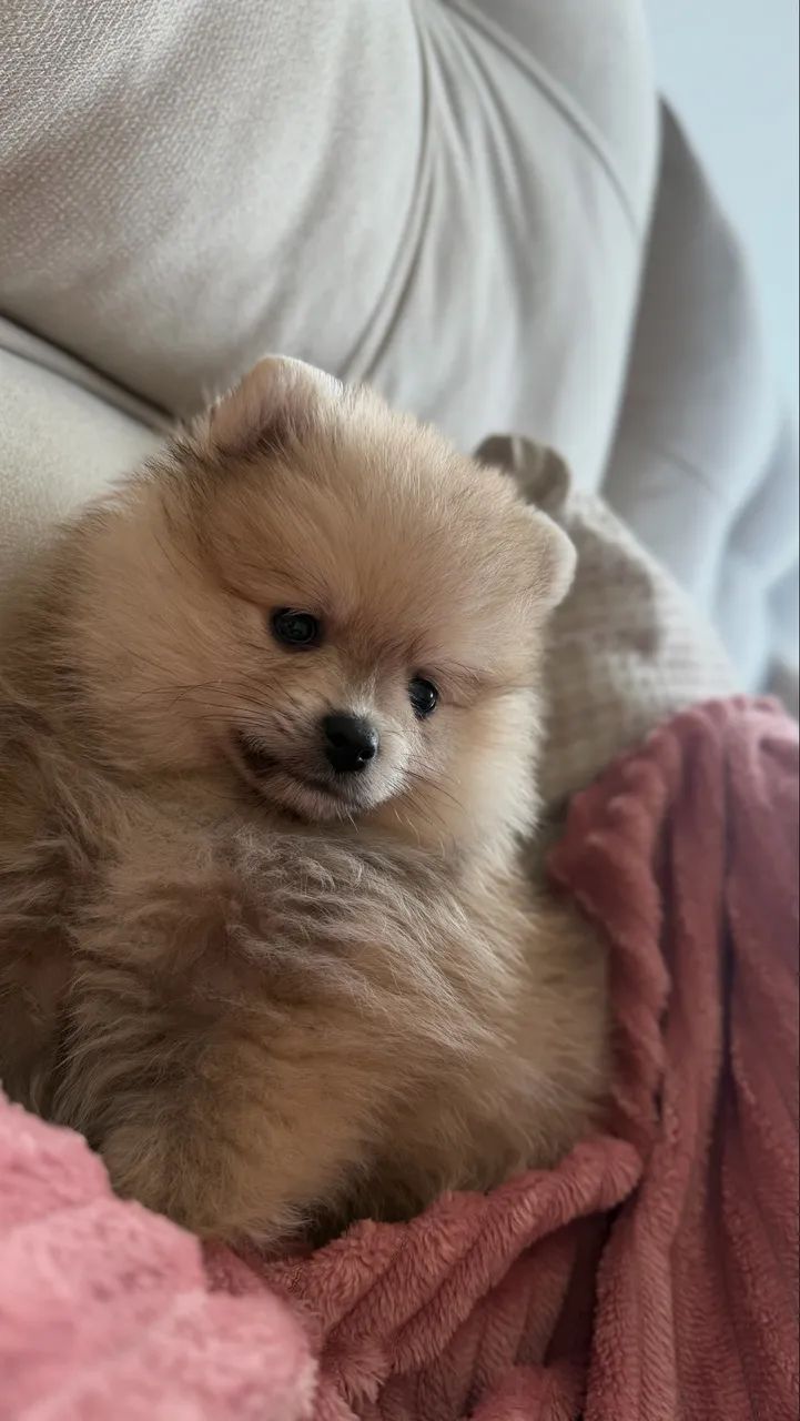Lulu da pomeranea 