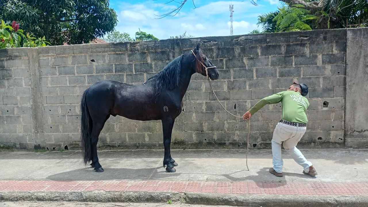 Vende-se mangalarga machado registrado  - Foto 2