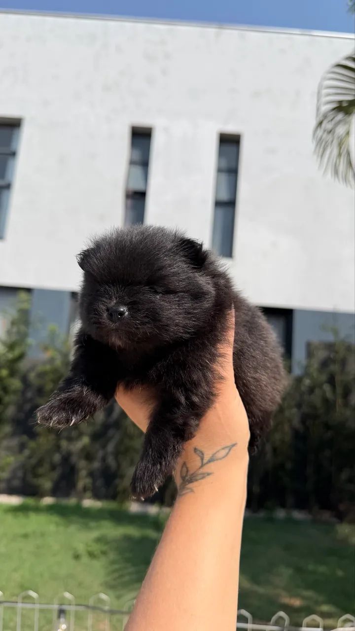 Cachorro  - Foto 3