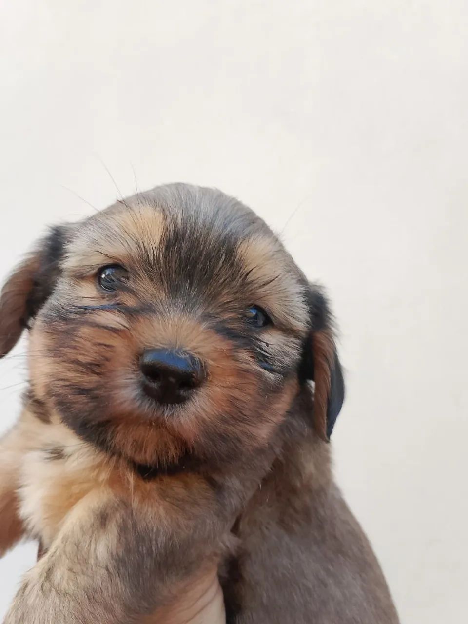 Cachorro 