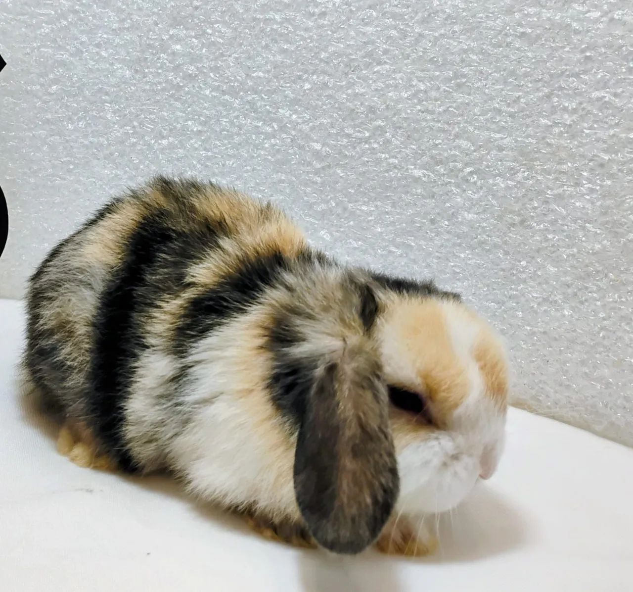 Mini Lop Mini Coelhos 