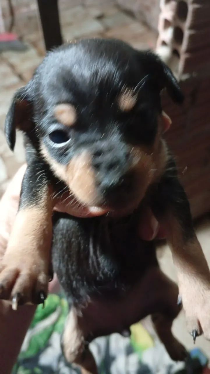 Pinscher  - Foto 2