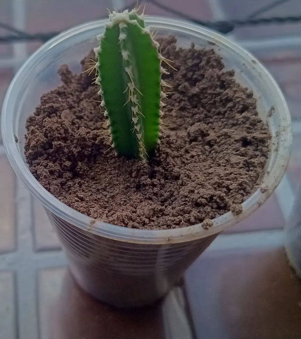Cactos - Foto 6