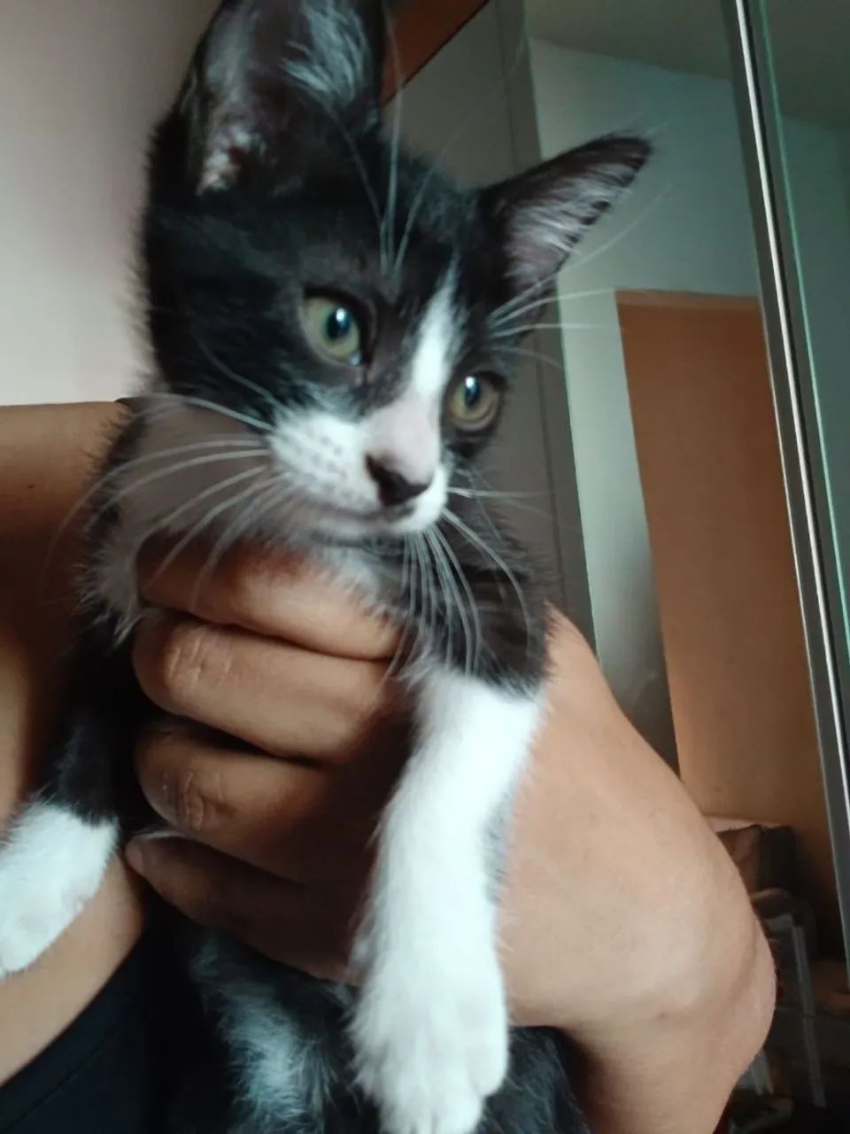gatos para adoção  - Foto 4