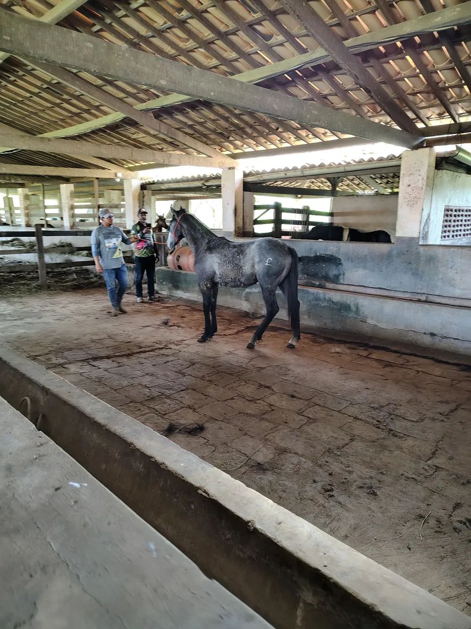Potro QM - Foto 5