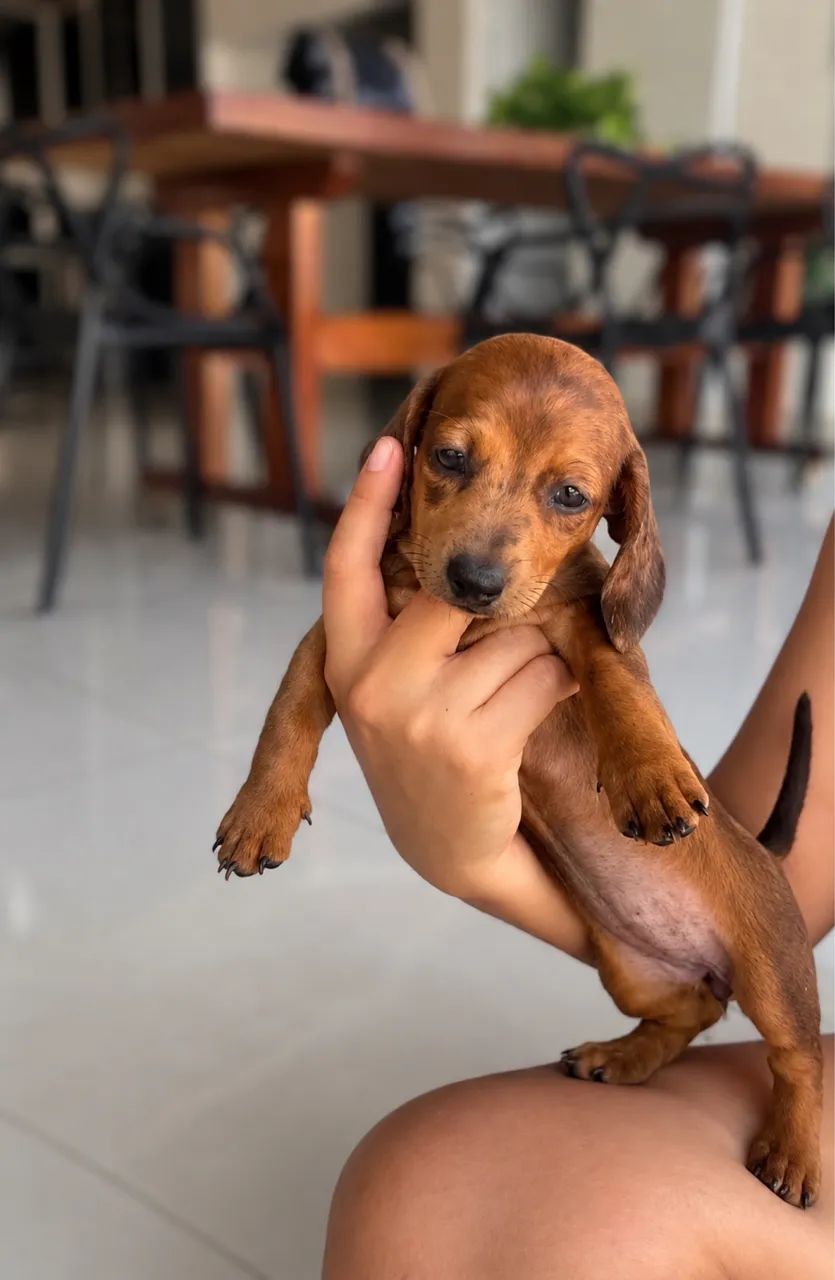 Fêmeas Dachshund 
