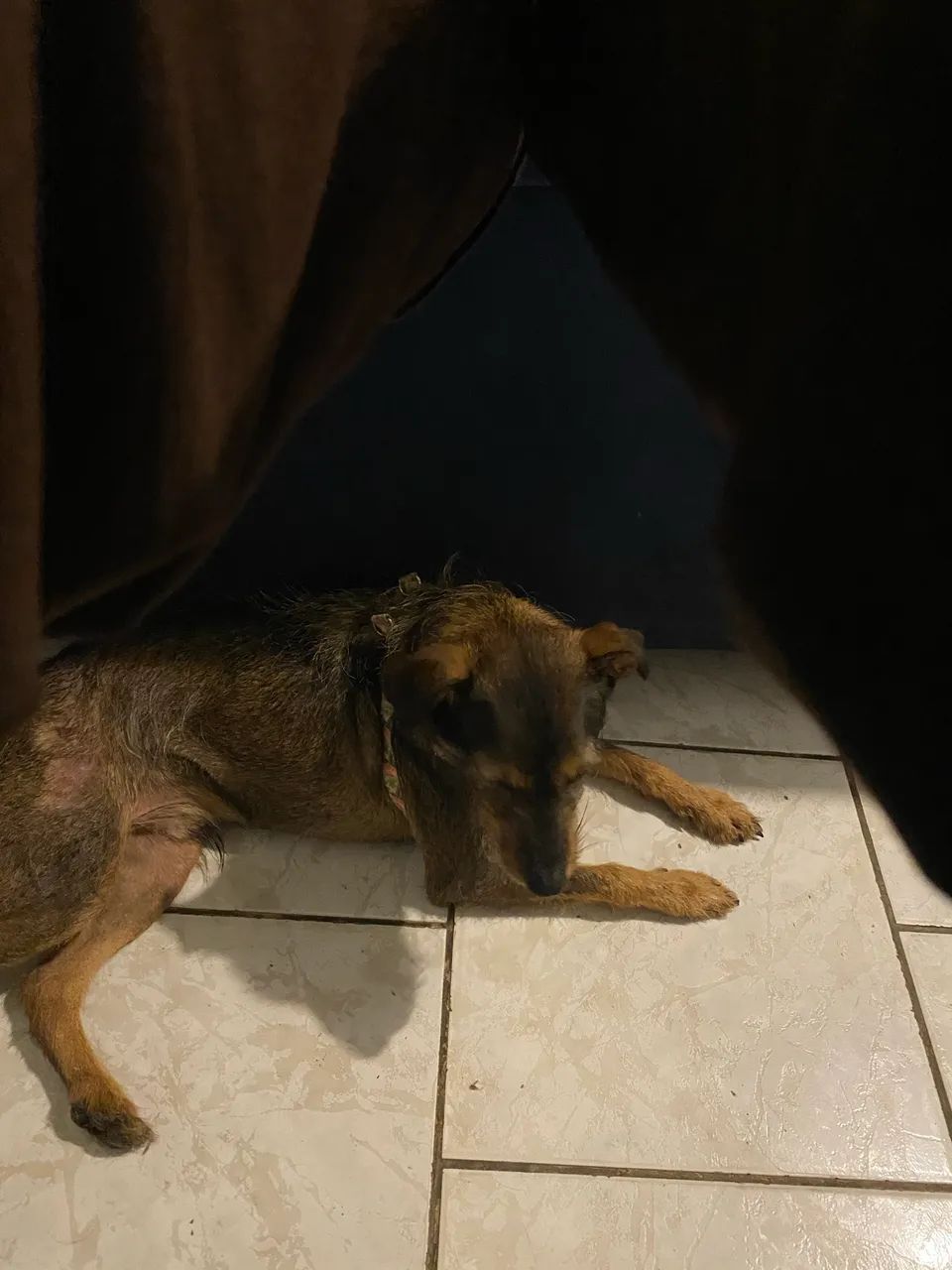 Pet - Foto 2