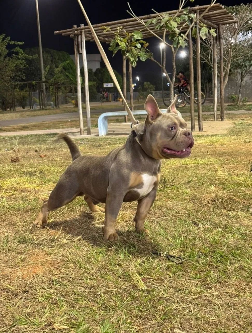 American Bully  - Foto 4