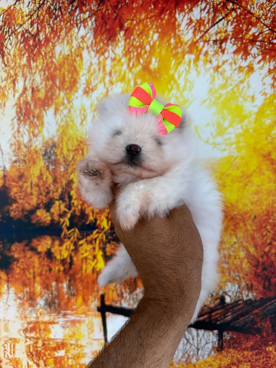 Lulu da Pomerania  - Foto 4