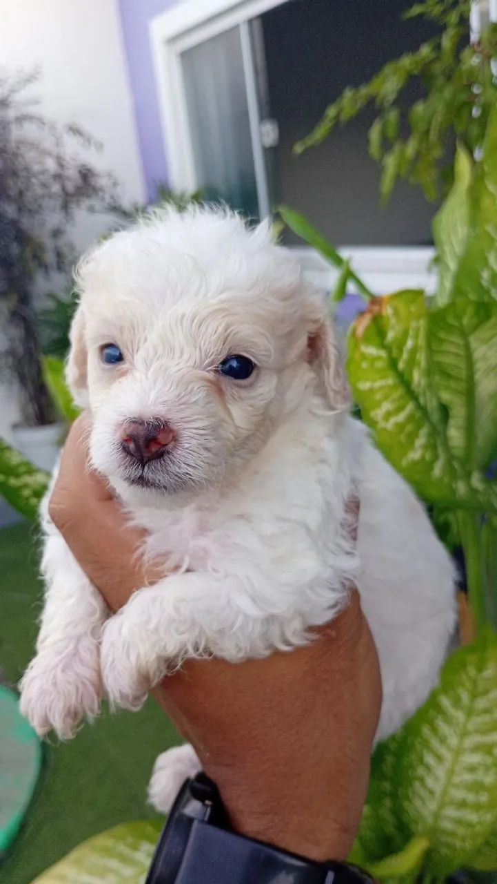 poodle - Foto 2