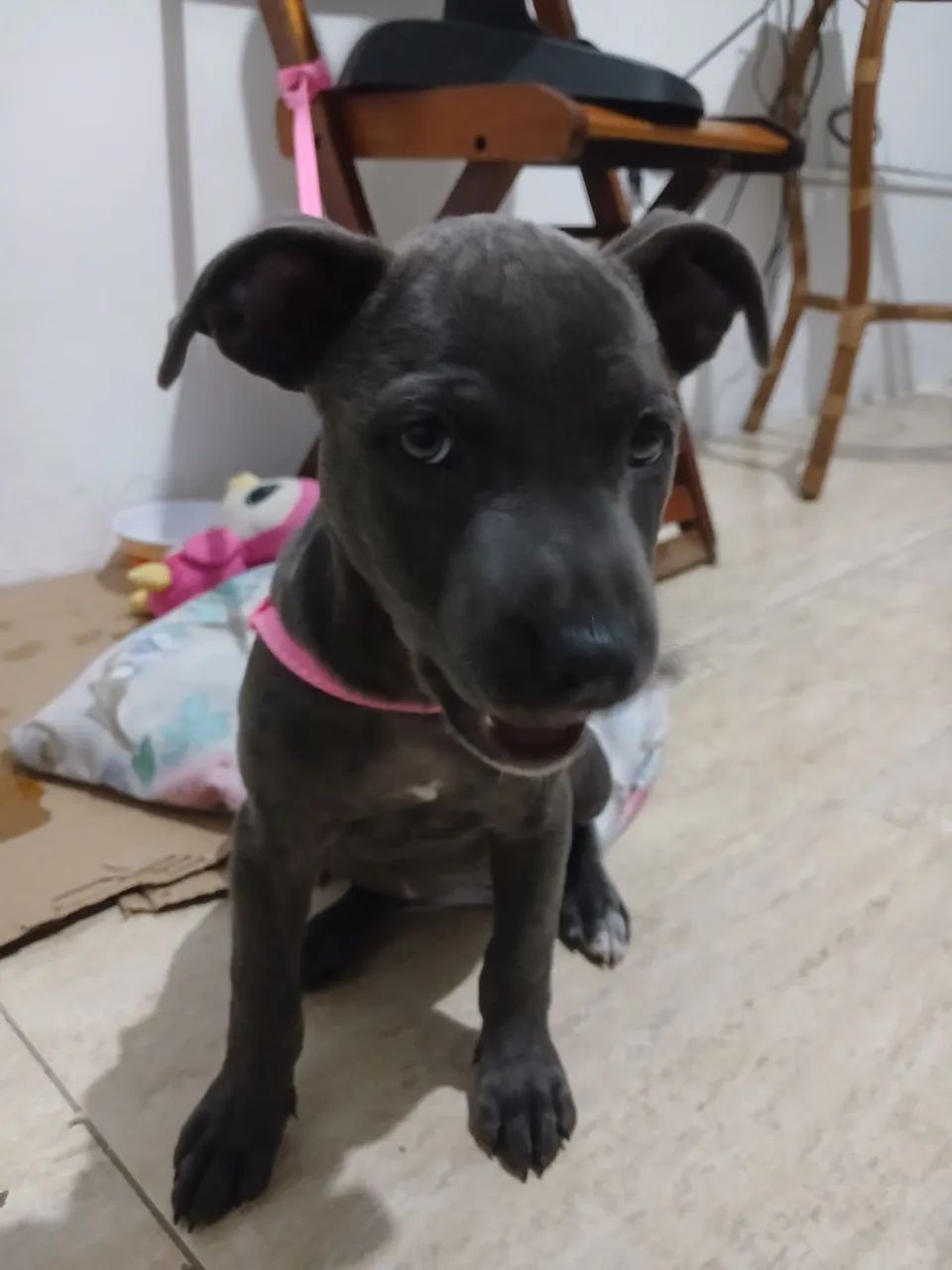 vendo PITBULL COM BODER COLIE 700,00 reais tem conversa  - Foto 4