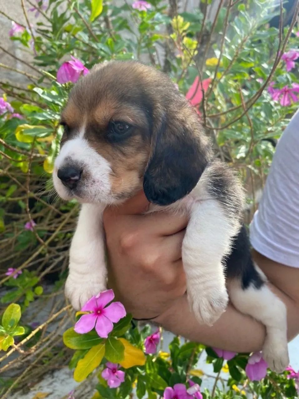 Beagle alegre e brincalhao 