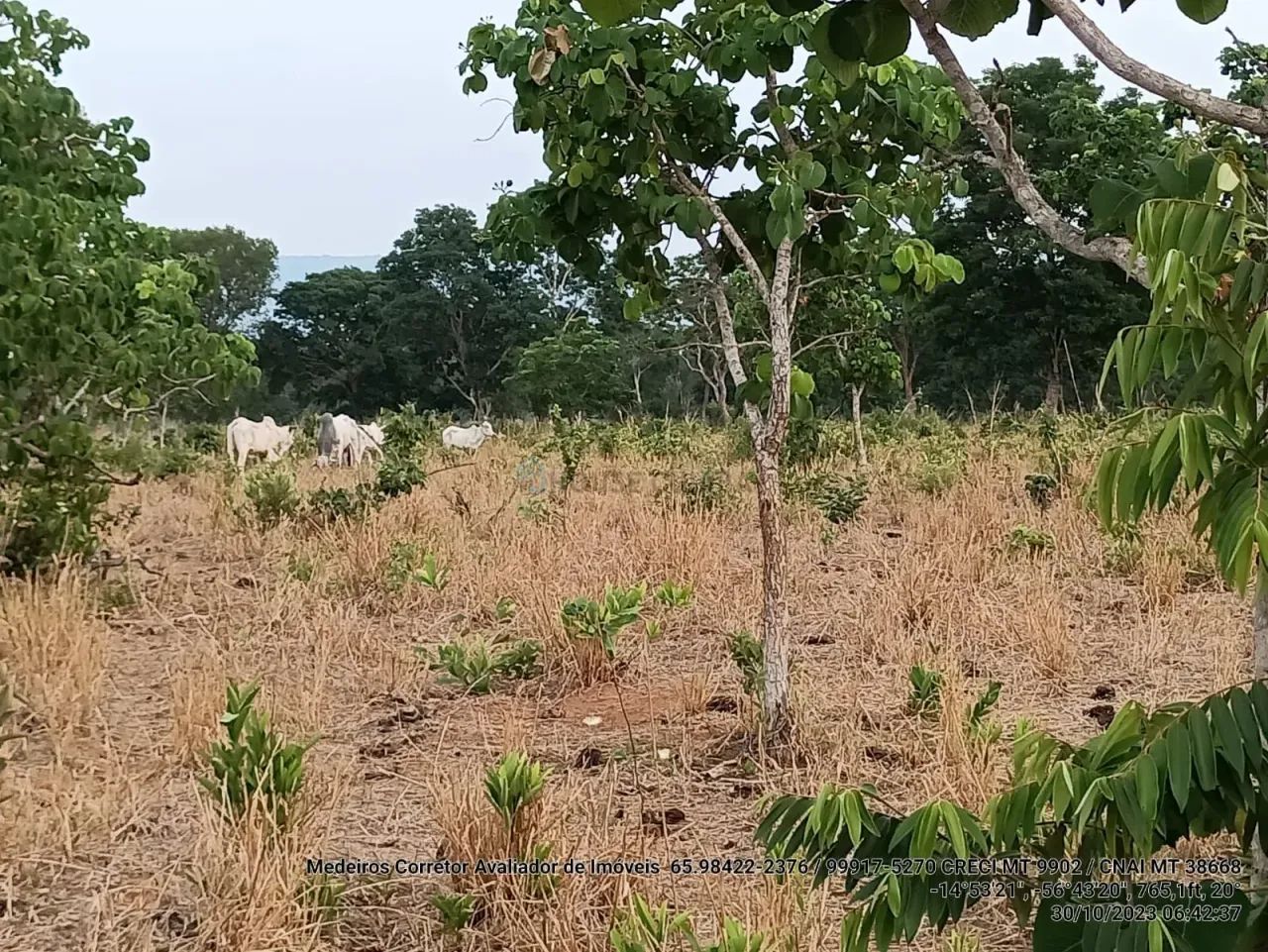 Sitio com 46 hectares com 20 cabeças de gado.