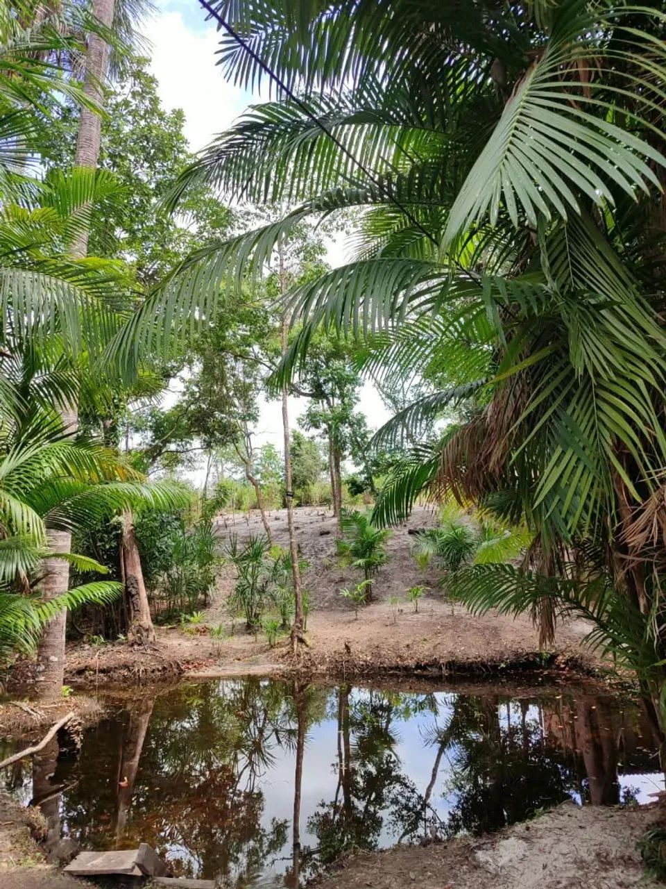 Vendo Sitio em Morros - Foto 3