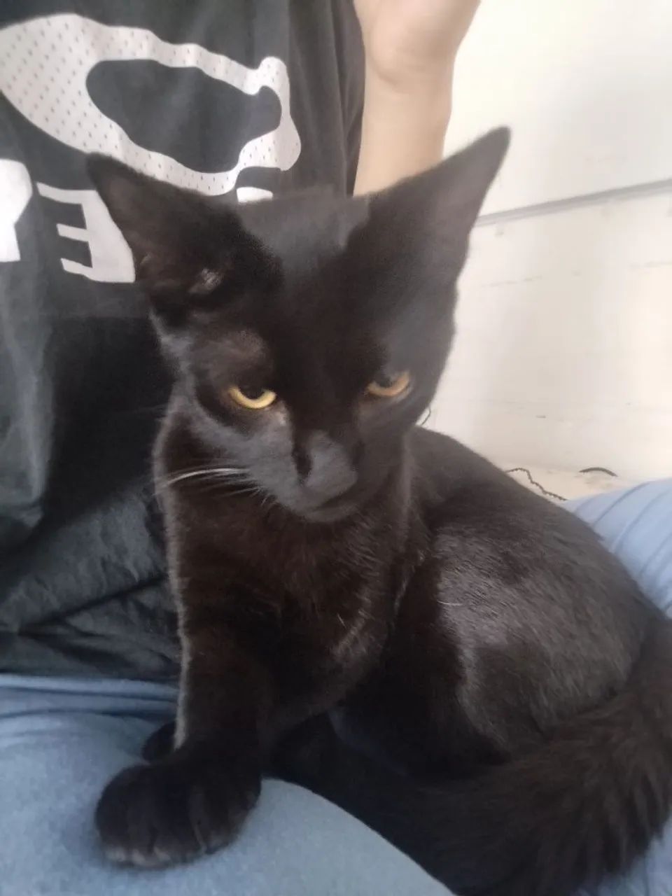 Adoção de gatinhos  - Foto 5