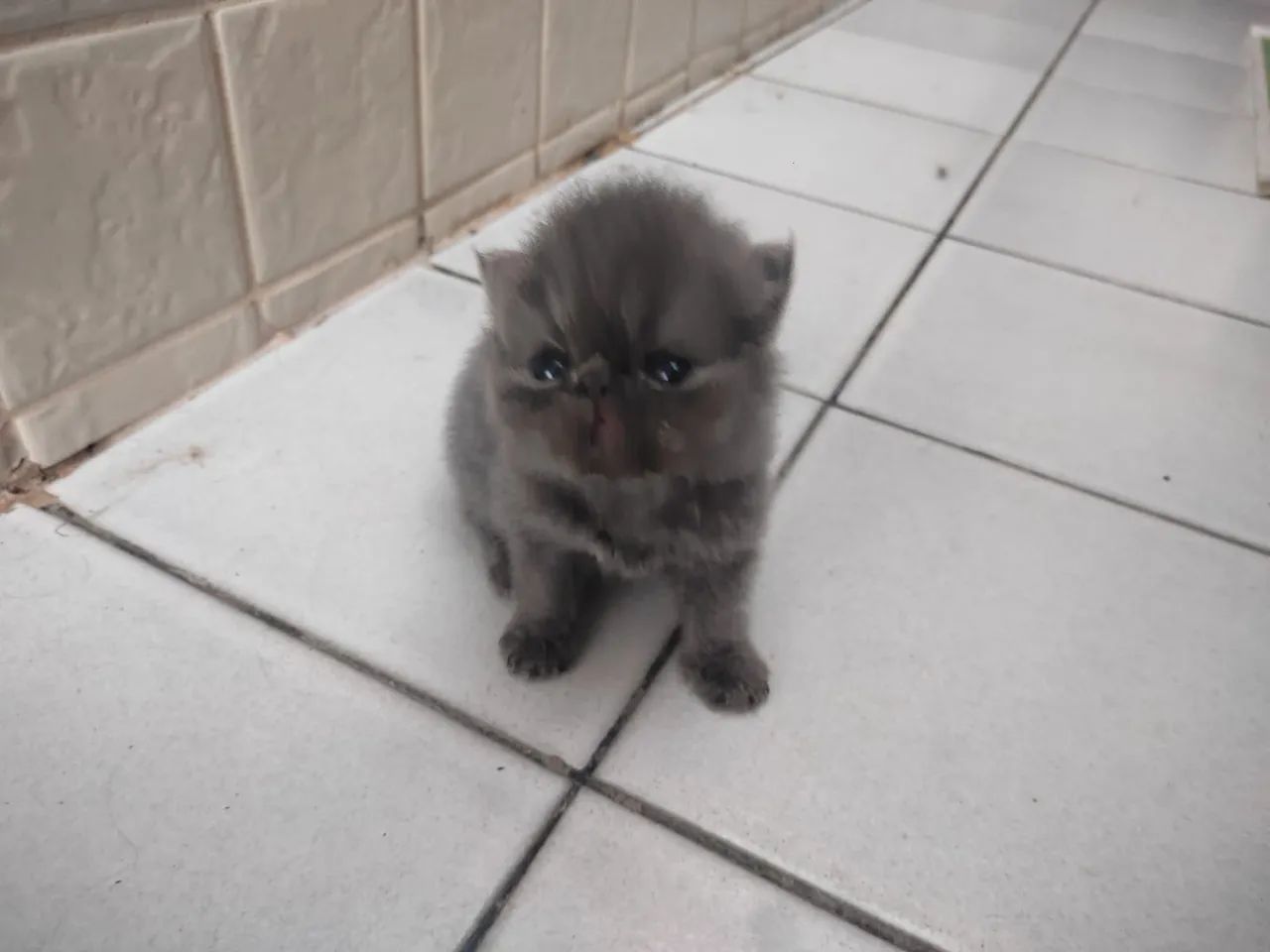 Gato persa  - Foto 3