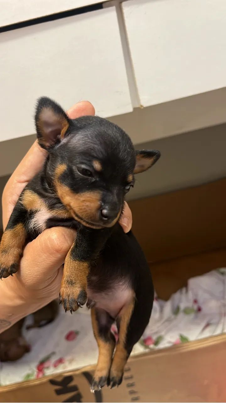 Pinscher macho - Foto 4