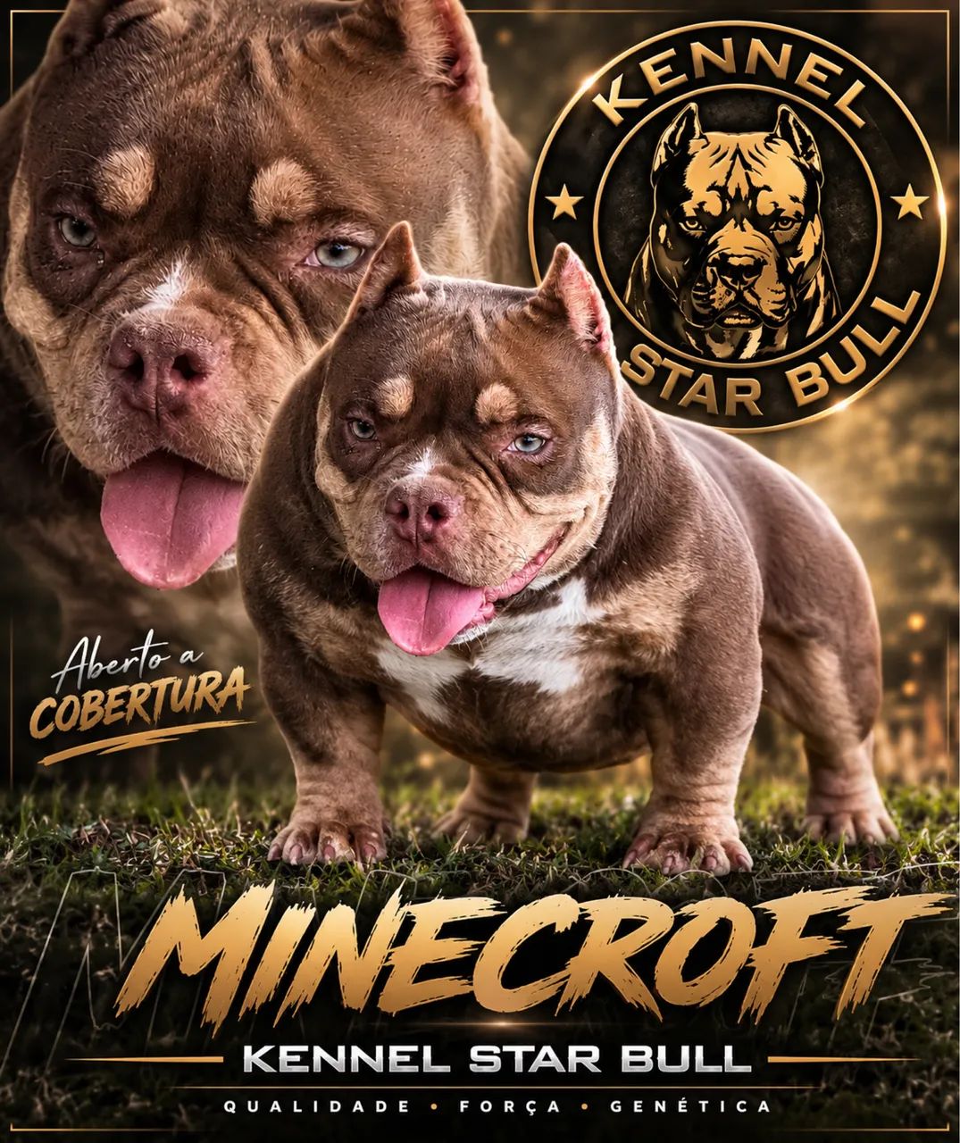American bully 