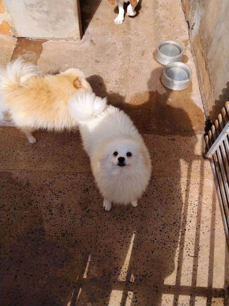 Casa de Spitz alemao - Foto 3